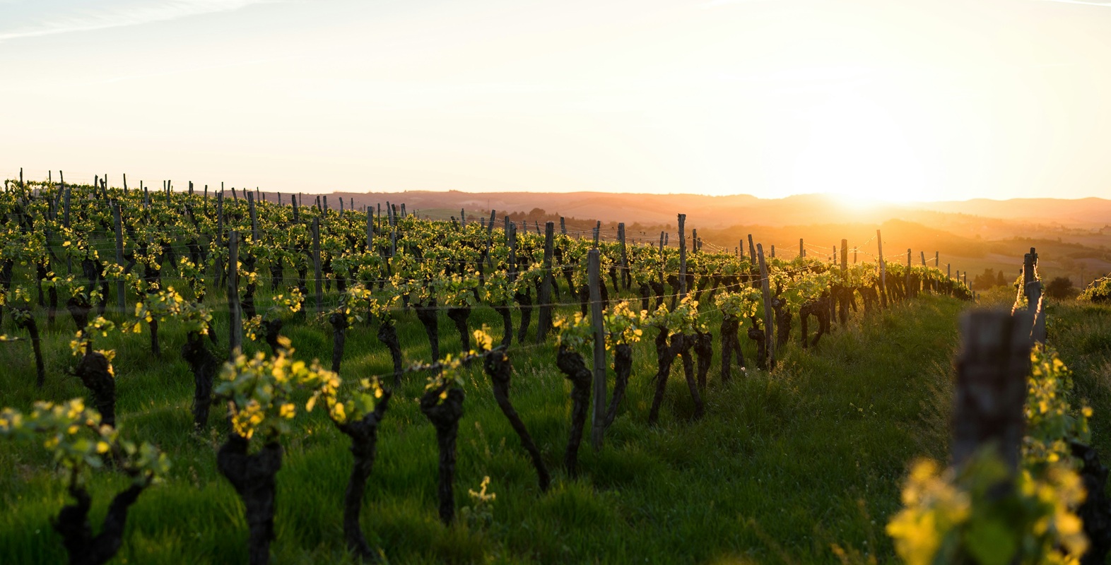 sunrise in the vineyards